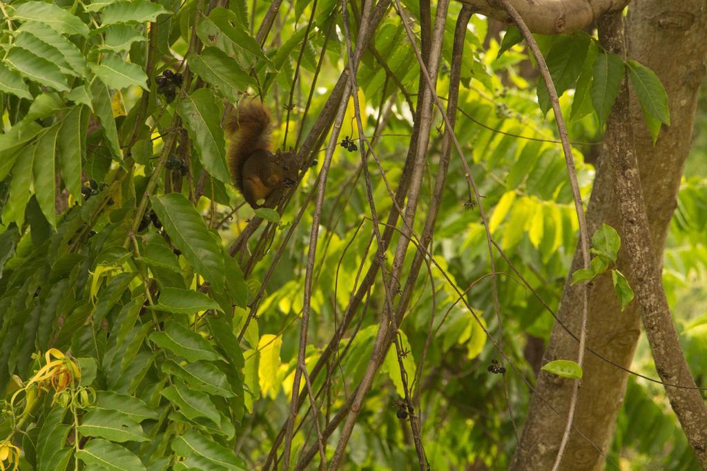 Finca Exotica Eco Lodge Carate Экстерьер фото