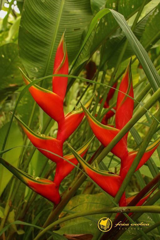 Finca Exotica Eco Lodge Carate Экстерьер фото