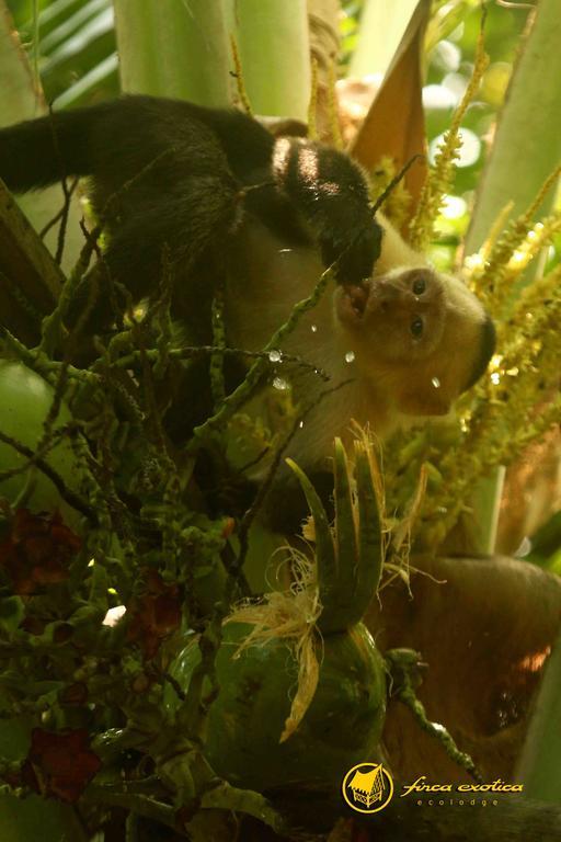 Finca Exotica Eco Lodge Carate Экстерьер фото